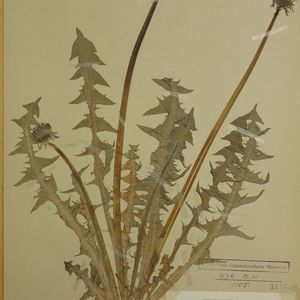 Taraxacum brevisectum