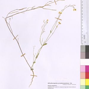 Brassica rapa subsp. rapa