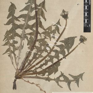 Taraxacum cacuminatum