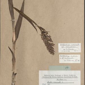 Dactylorhiza incarnata var. haematodes