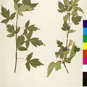 Acer tataricum subsp. semenovii