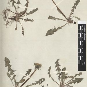 Taraxacum jaervikylense