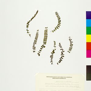 Asplenium trichomanes subsp. quadrivalens