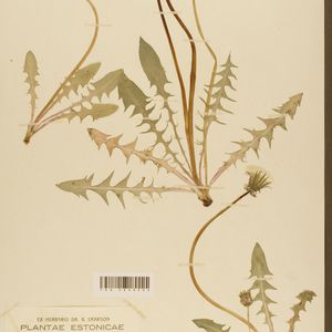 Taraxacum crebridens