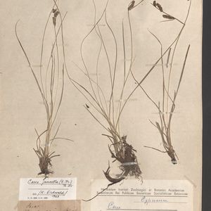 Carex nigra subsp. juncella
