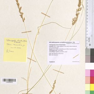 Calamagrostis neglecta subsp. stricta