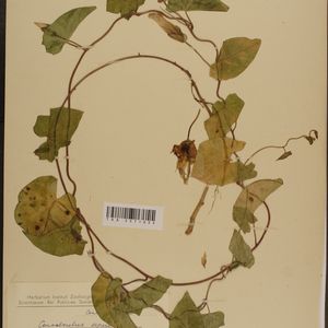 Calystegia sepium subsp. sepium