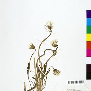 Taraxacum paludosum