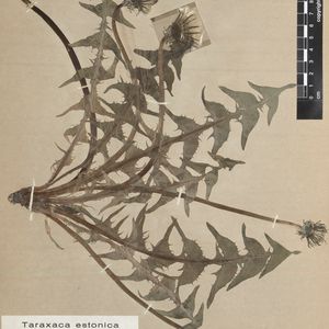 Taraxacum cacuminatum