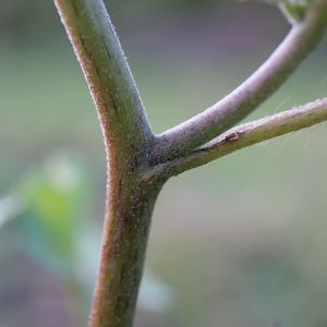 Xanthium occidentale