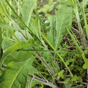 Centaurea phrygia subsp. phrygia