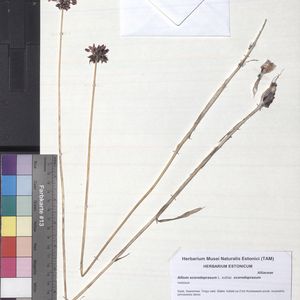 Allium scorodoprasum subsp. scorodoprasum