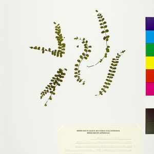 Asplenium trichomanes subsp. quadrivalens