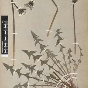 Taraxacum distantilobum