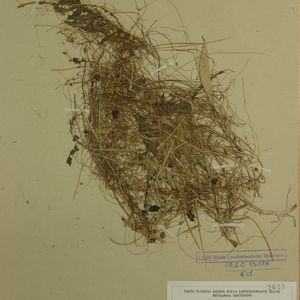 Cuscuta epithymum subsp. epithymum