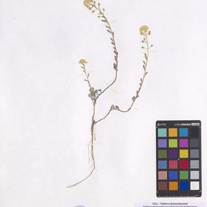 Alyssum montanum subsp. gmelinii