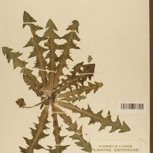 Taraxacum expallidiforme