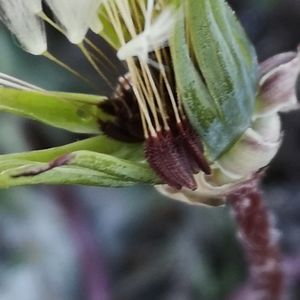 Taraxacum laevigatum