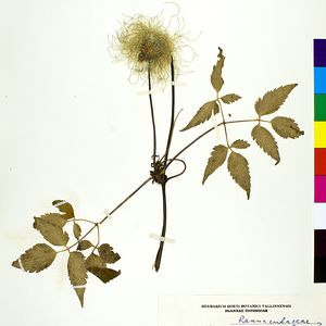 Clematis alpina subsp. sibirica