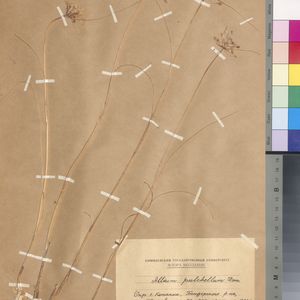 Allium carinatum subsp. pulchellum