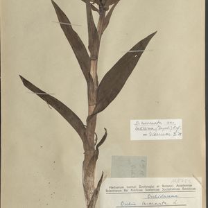 Dactylorhiza incarnata var. macrophylla