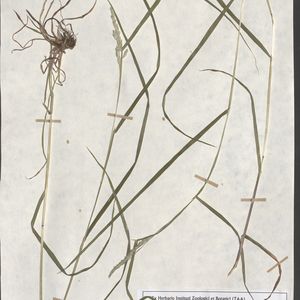 Dactylis glomerata subsp. aschersoniana