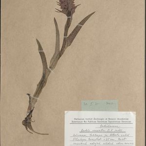 Dactylorhiza incarnata var. hyphaematodes