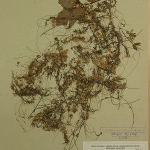 Cuscuta epithymum subsp. epithymum