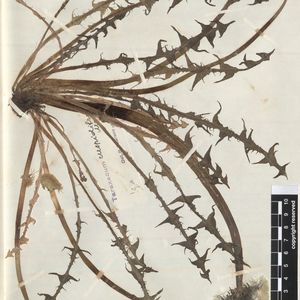 Taraxacum cuspidifrons