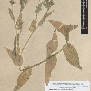 Calendula incana subsp. maderensis