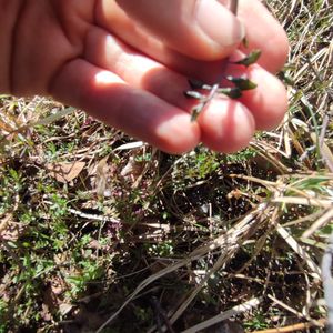Cardamine pratensis subsp. paludosa