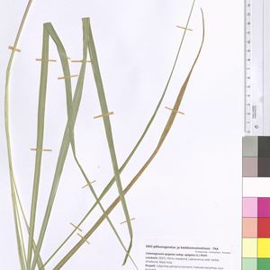 Calamagrostis epigeios subsp. epigeios
