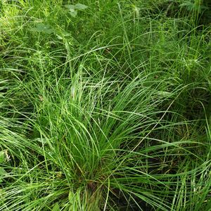 Carex nigra subsp. juncella