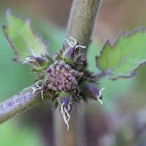 Xanthium occidentale