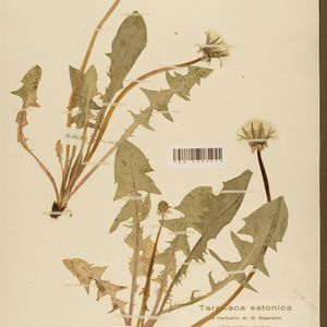 Taraxacum albicollum