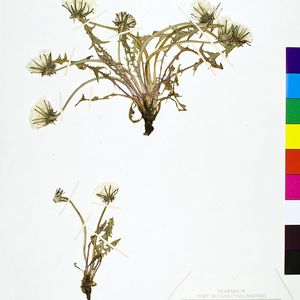 Taraxacum brachycranum