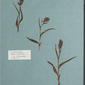 Dactylorhiza incarnata var. serotina