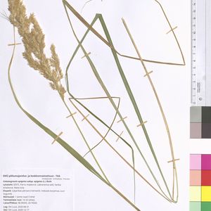 Calamagrostis epigeios subsp. epigeios