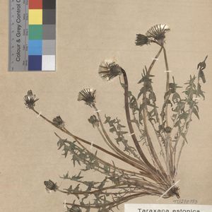 Taraxacum angustissimum