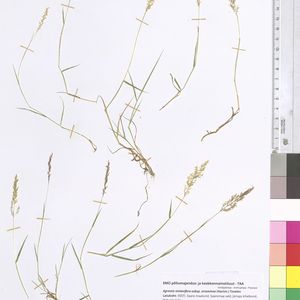 Agrostis stolonifera subsp. straminea