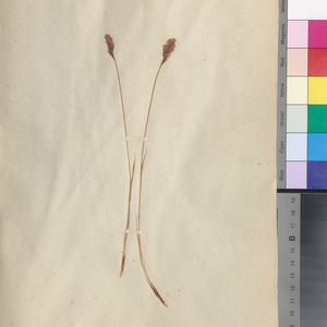 Carex elata subsp. elata