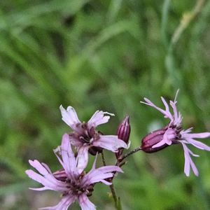 Silene flos-cuculi
