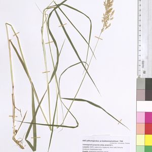 Calamagrostis purpurea subsp. purpurea