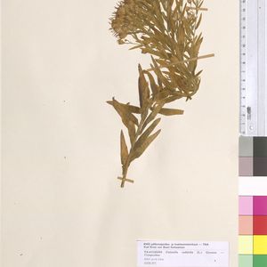 Aster sedifolius subsp. sedifolius