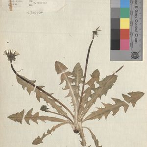 Taraxacum firmulifolium