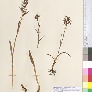 Dactylorhiza traunsteineri