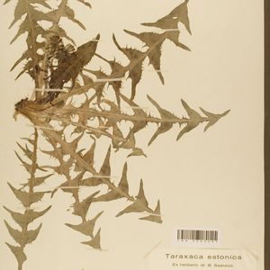 Taraxacum cacuminatum