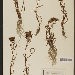 Aster tripolium subsp. tripolium