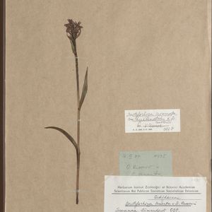 Dactylorhiza russowii × Dactylorhiza incarnata