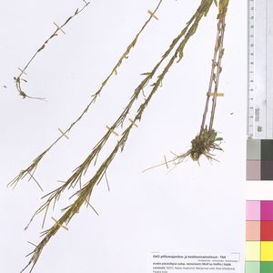 Arabis planisiliqua subsp. nemorensis